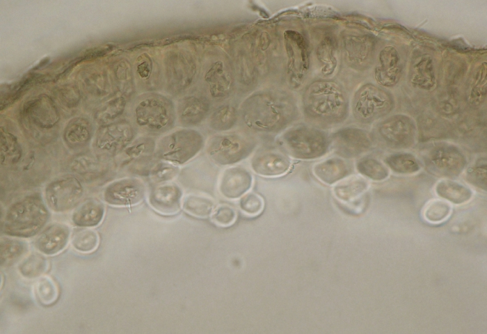 Lomentaria hakodatensis Lomentaria hakodatensis