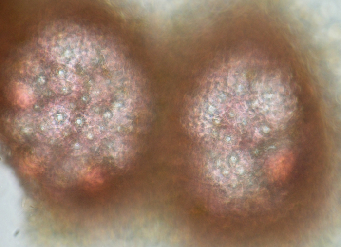 Melobesia membranacea Melobesia membranacea