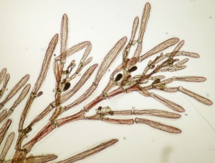 Monosporus pedicellatus Monosporus pedicellatus