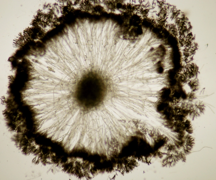 Nemalion helminthoides Nemalion helminthoides