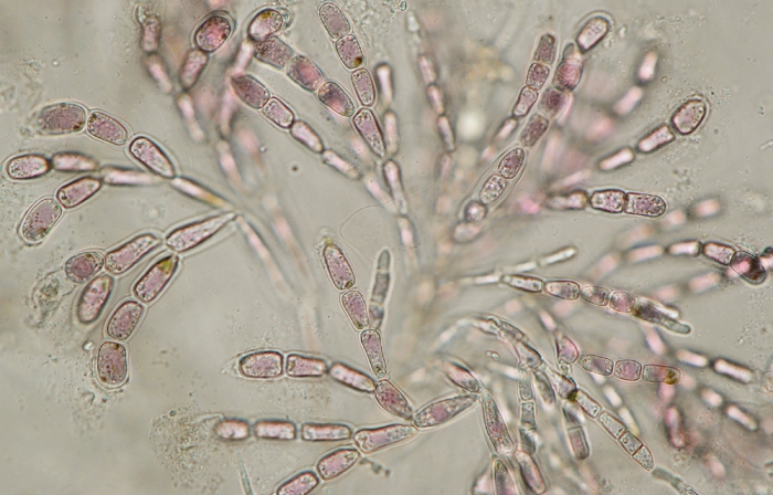 Nemalion helminthoides Nemalion helminthoides