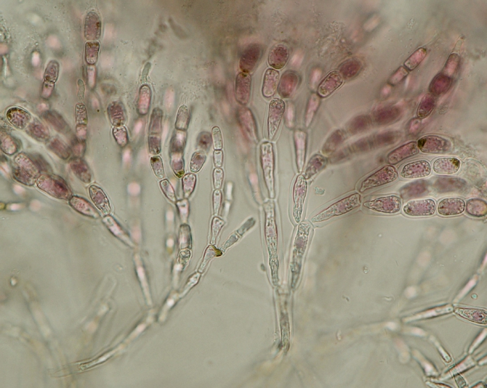 Nemalion helminthoides Nemalion helminthoides
