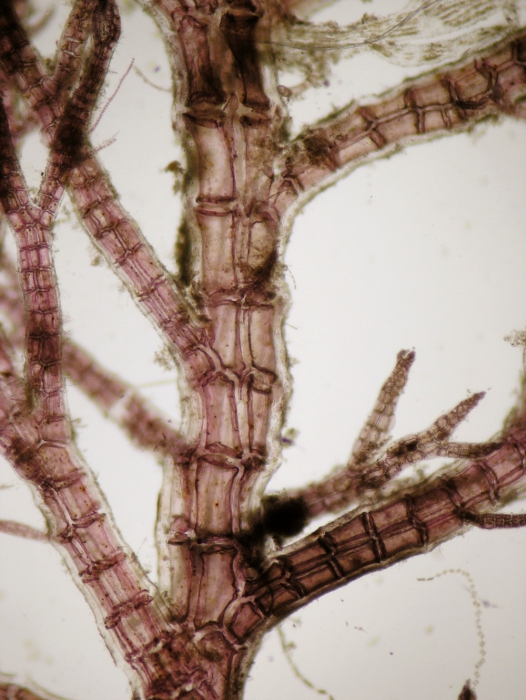 Neosiphonia harveyi Neosiphonia harveyi