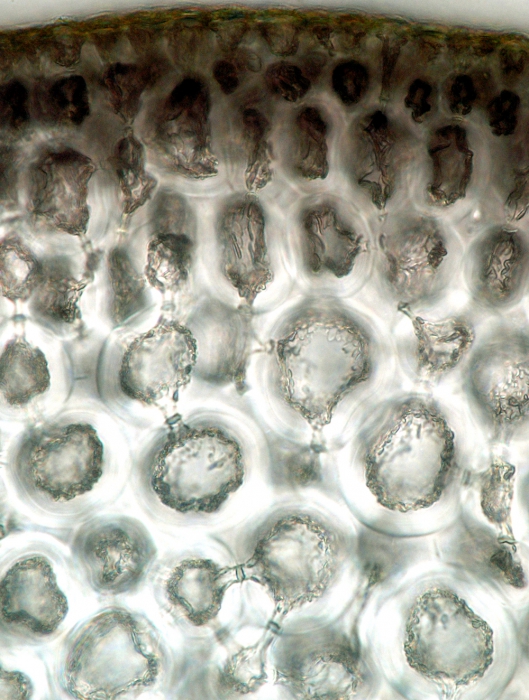 Osmundea pinnatifida