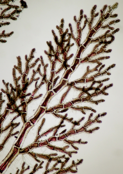 Pleonosporium flexuosum Pleonosporium flexuosum