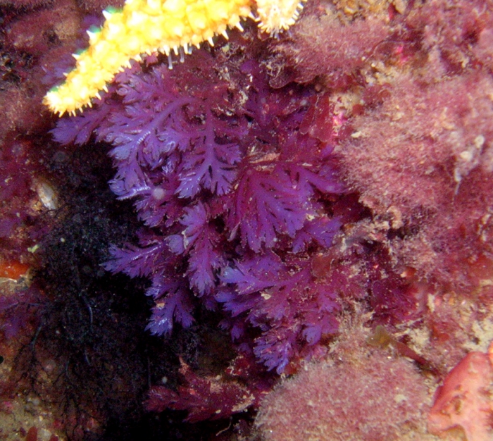 Plocamium raphelisianum Plocamium raphelisianum