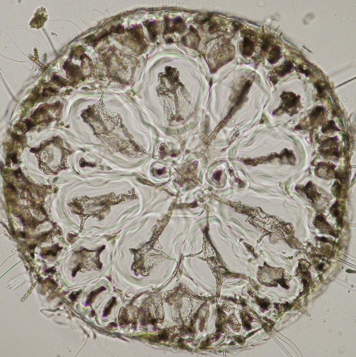 Polysiphonia brodiaei Polysiphonia brodiaei