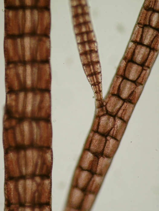 Polysiphonia elongata Polysiphonia elongata