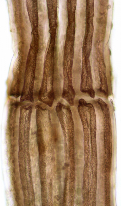 Polysiphonia fucoides Polysiphonia fucoides