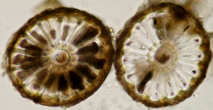 Polysiphonia fucoides Polysiphonia fucoides