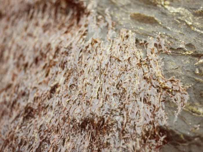 Porphyra linearis