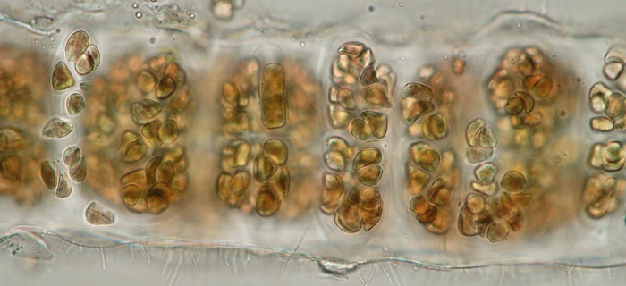 Porphyra purpurea Porphyra purpurea