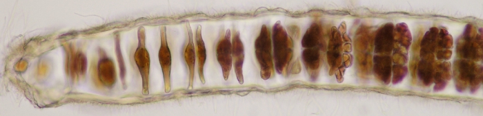 Porphyra purpurea Porphyra purpurea