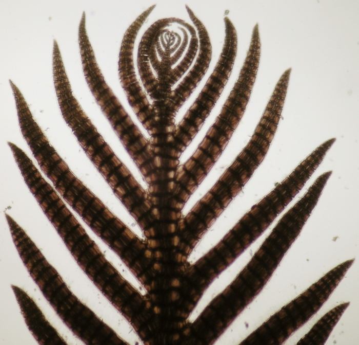 Pterosiphonia ardreana Pterosiphonia ardreana