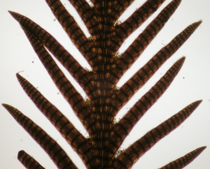 Pterosiphonia ardreana Pterosiphonia ardreana