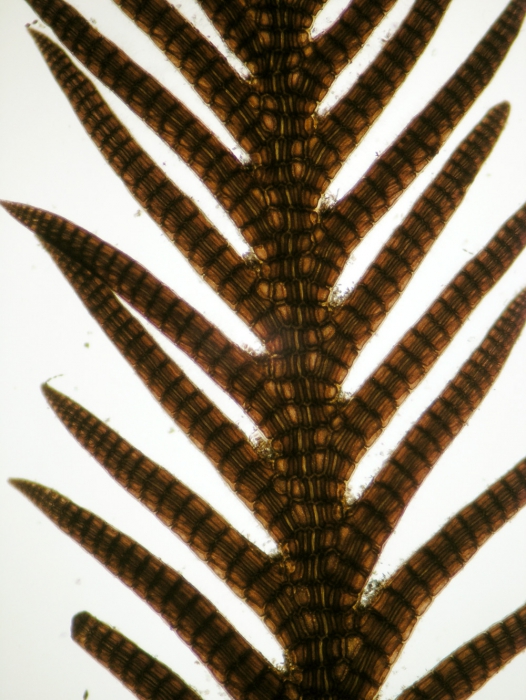 Pterosiphonia ardreana Pterosiphonia ardreana