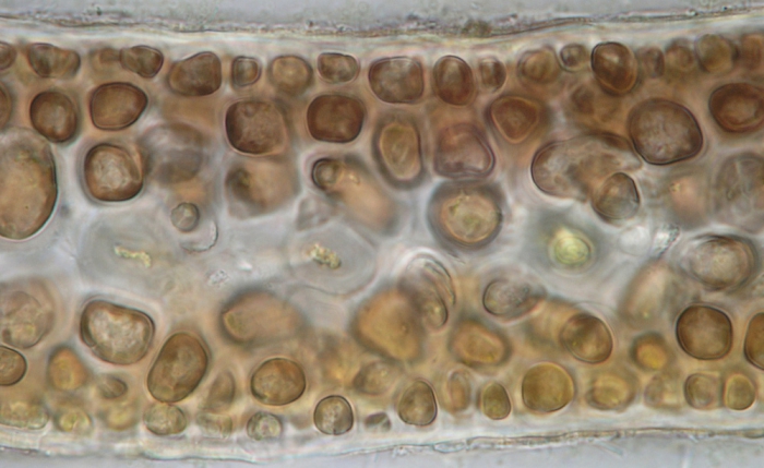 Pterocladiella melanoidea Pterocladiella melanoidea
