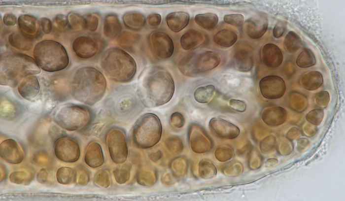 Pterocladiella melanoidea Pterocladiella melanoidea
