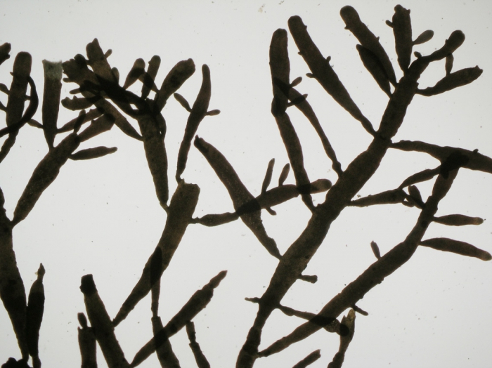 Pterocladiella melanoidea Pterocladiella melanoidea