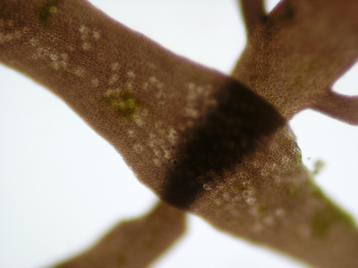 Pterocladiella melanoidea Pterocladiella melanoidea