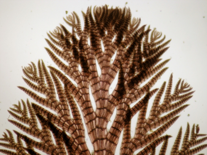 Pterosiphonia parasitica Pterosiphonia parasitica