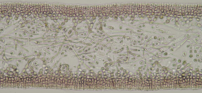 Schizymenia dubyi Schizymenia dubyi