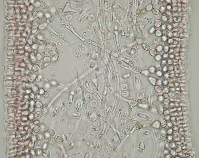 Schizymenia dubyi Schizymenia dubyi