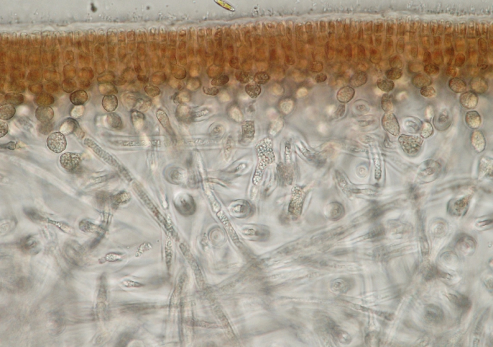 Schizymenia dubyi Schizymenia dubyi