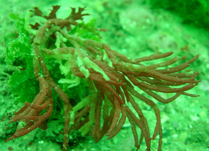 Scinaia interrupta Scinaia interrupta