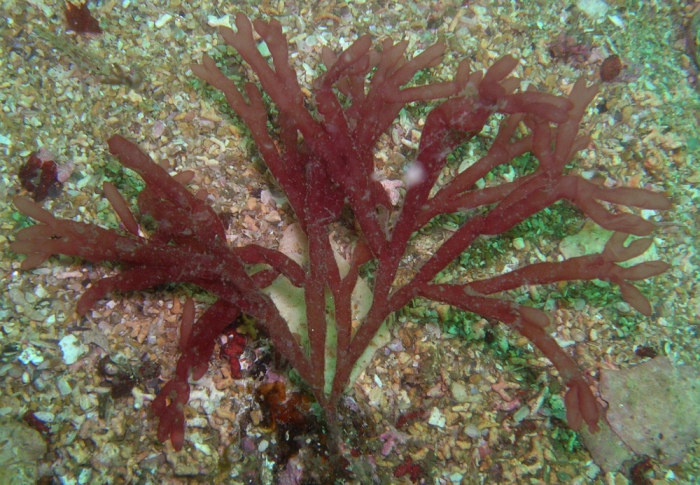 Scinaia interrupta Scinaia interrupta