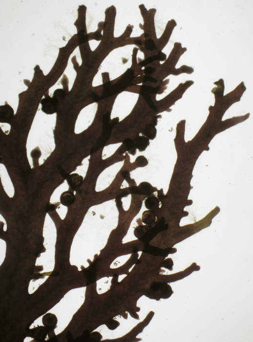 Sphaerococcus coronopifolius Sphaerococcus coronopifolius