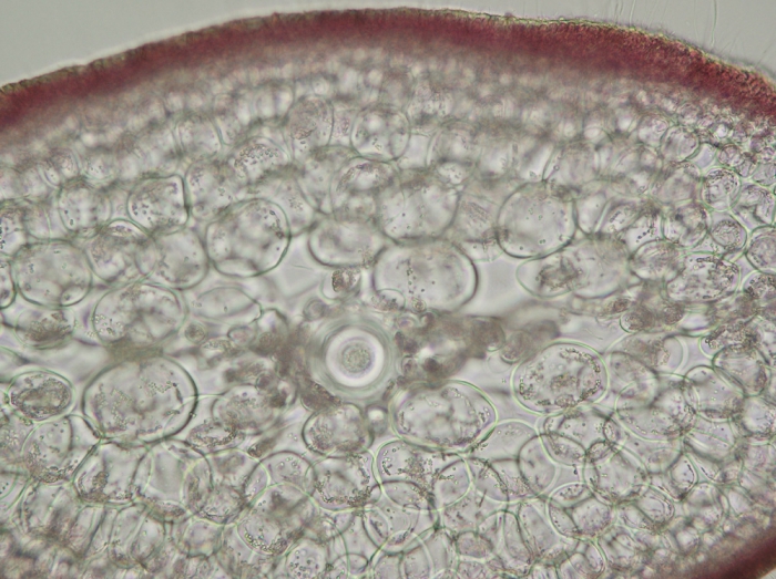 Sphaerococcus coronopifolius Sphaerococcus coronopifolius