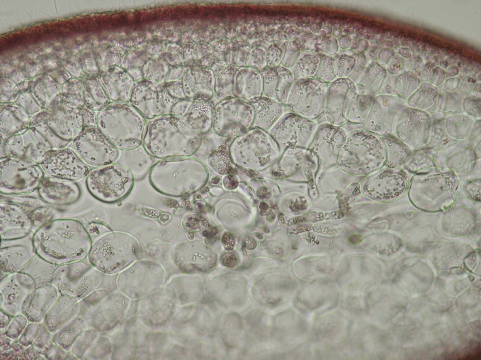 Sphaerococcus coronopifolius Sphaerococcus coronopifolius