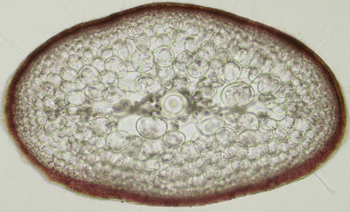 Sphaerococcus coronopifolius Sphaerococcus coronopifolius