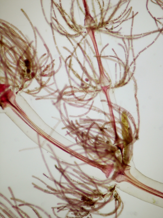 Sphondylothamnion multifidum Sphondylothamnion multifidum