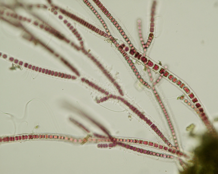 Stylonema alsidii Stylonema alsidii