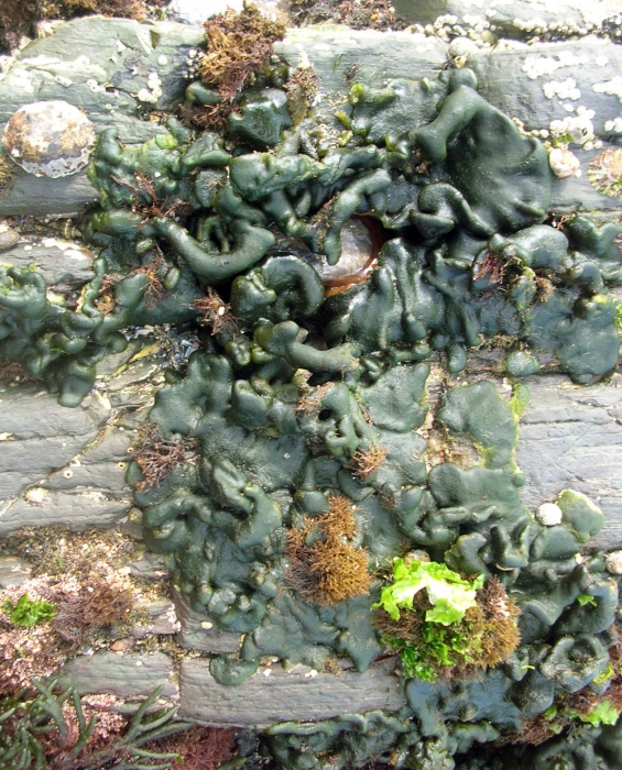 Codium adhaerens Codium adhaerens