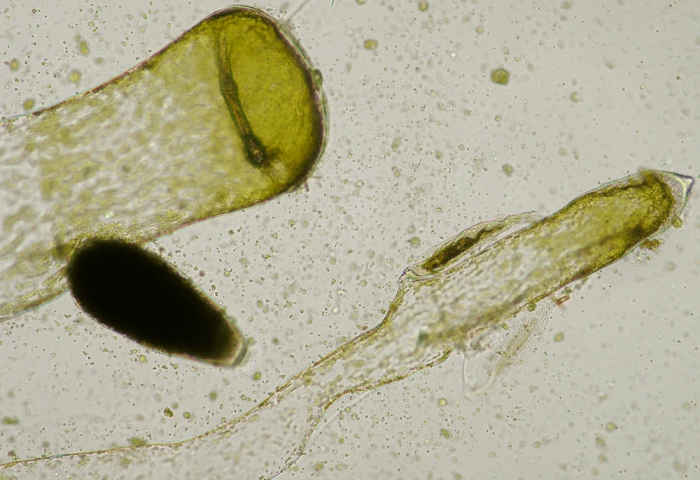 Codium fragile tomentosoides Codium fragile tomentosoides