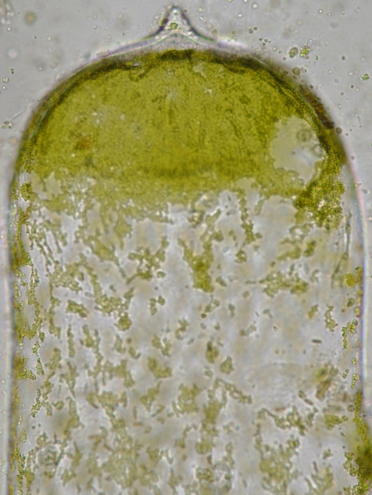 Codium fragile tomentosoides Codium fragile tomentosoides