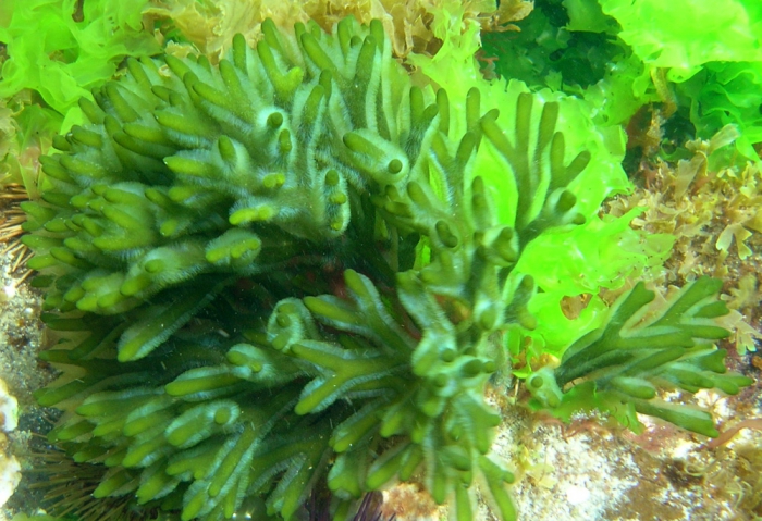 Codium tomentosum Codium tomentosum