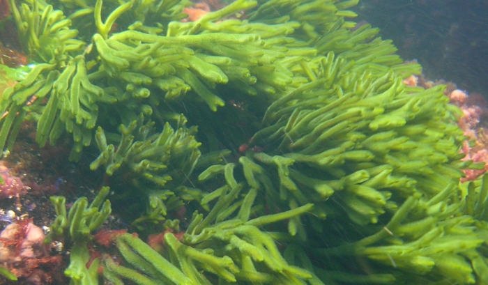 Codium tomentosum Codium tomentosum