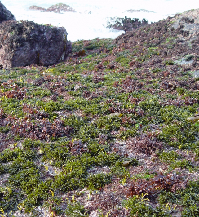 Codium tomentosum Codium tomentosum