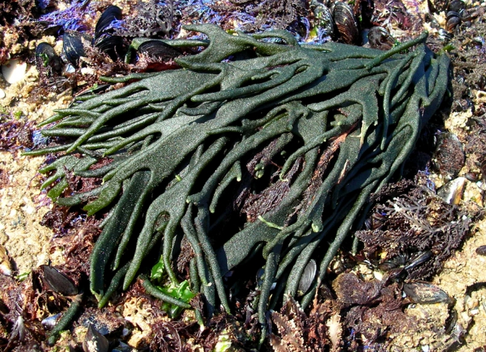 Codium tomentosum var. mucronatum Codium tomentosum var. mucronatum