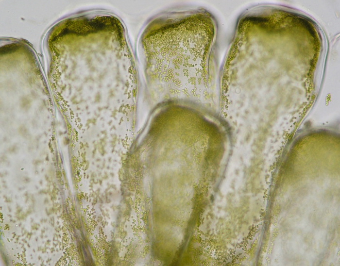 Codium vermilara Codium vermilara