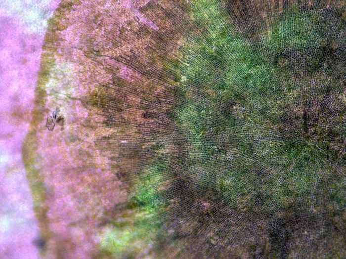 Ulvella lens Ulvella lens