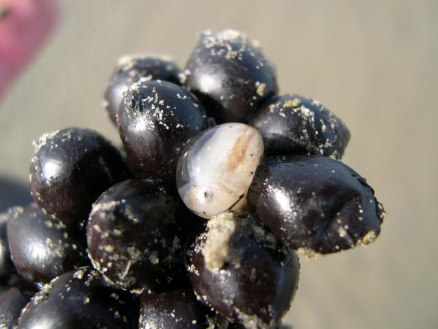 Sepia eggs