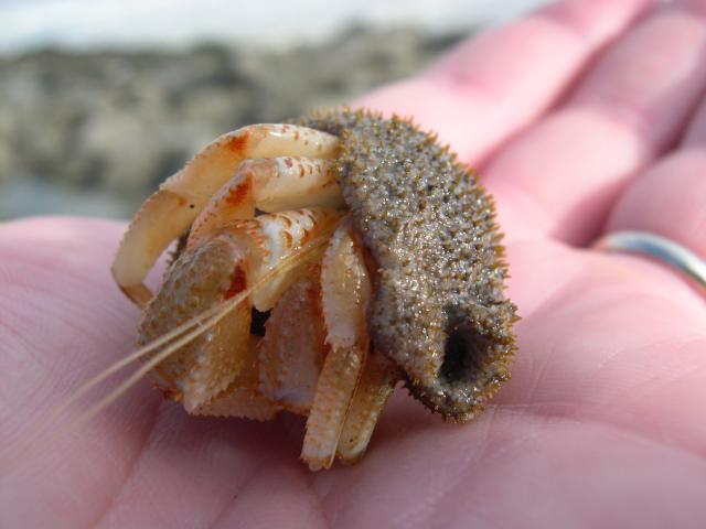 gewone heremietkreeft gewone heremietkreeft