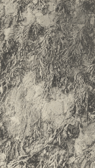 Massart (1908, foto 003) Massart (1908, foto 003)