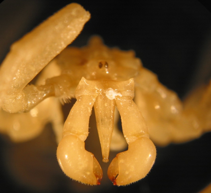 Austropallene cornigera Austropallene cornigera