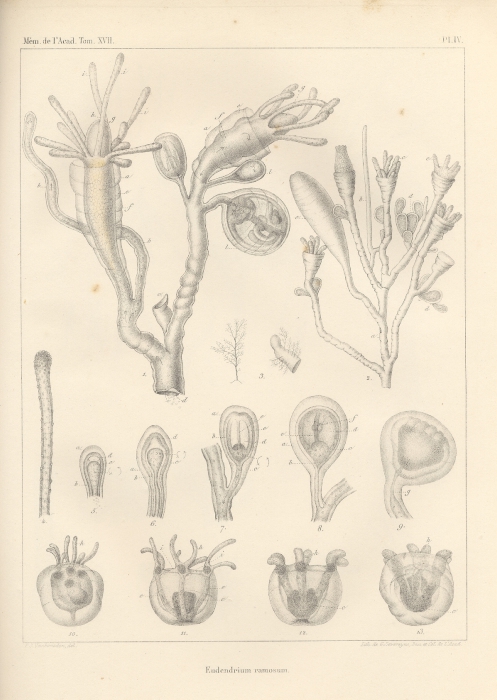 Van Beneden (1844, pl. 4)